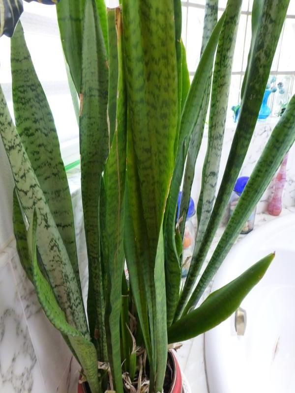 Snake Plant Deutsch Snake Plant Deutsch